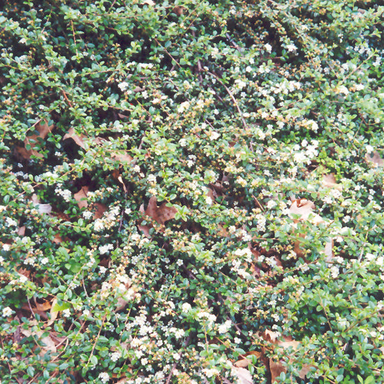 Cotoneaster divaricatus