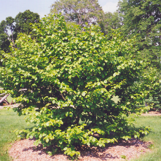 Common Witchhazel