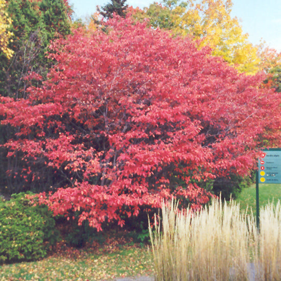 Shadblow Serviceberry