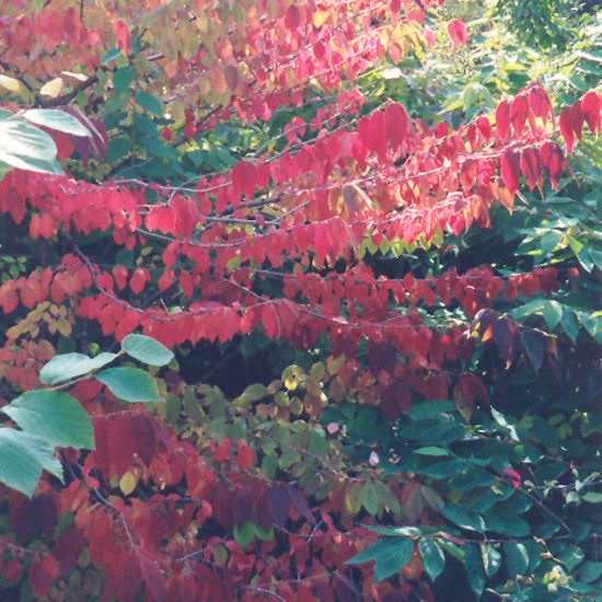 Maries Doublefile Viburnum