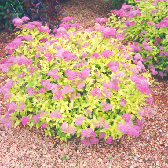 Goldmound Spirea