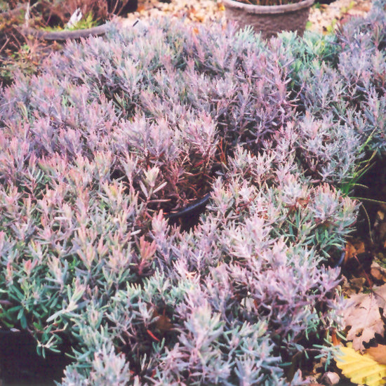 Blue Ice Bog Rosemary