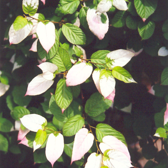 Actinidia kolomikta 'Arctic Beauty'