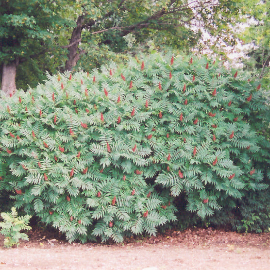 Smooth Sumac – Weston Nurseries