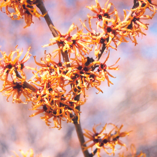 Hamamelis vernalis