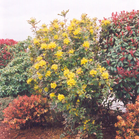 Oregon Grape