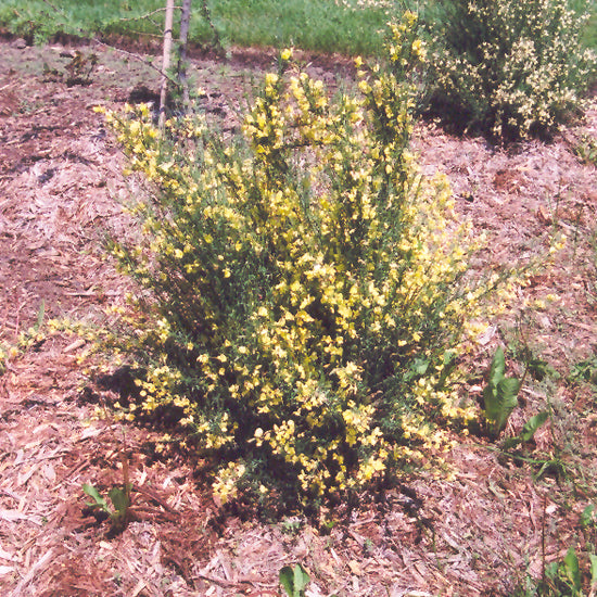 Scotch Broom