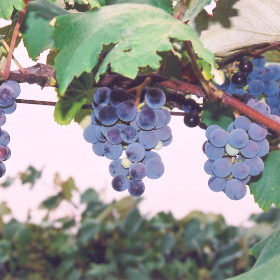 Vitis 'Concord'