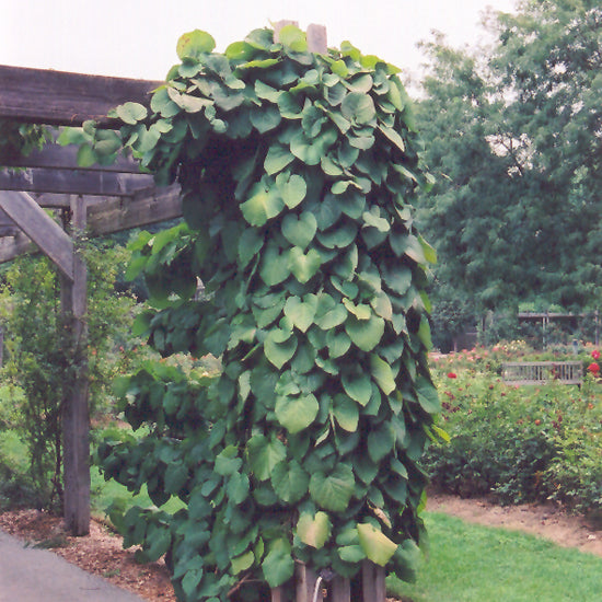 Dutchman's Pipe