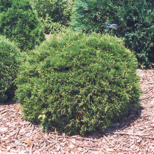 Thuja occidentalis 'Hetz Midget'