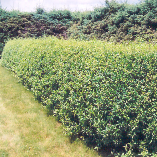 Ligustrum vulgare 'Cheyenne'