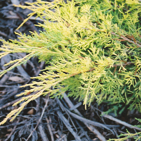 Gold Lace Juniper