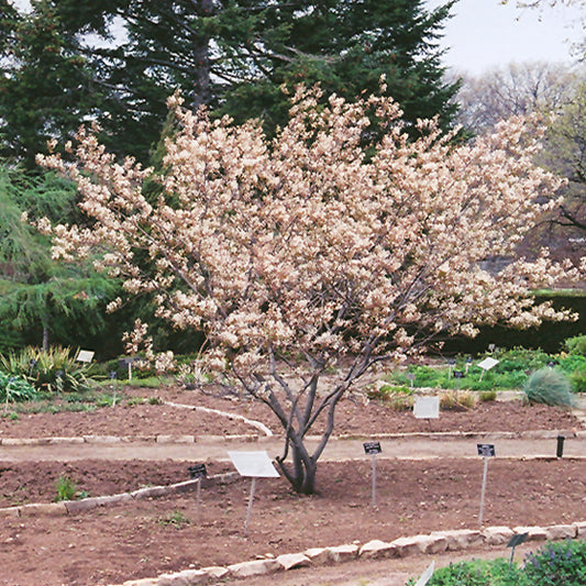 Amelanchier canadensis '(clump)'