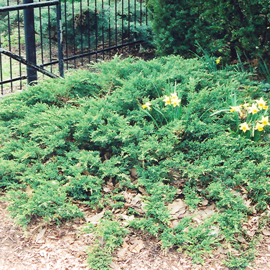 Juniperus chinensis 'var. sargentii Viridis'