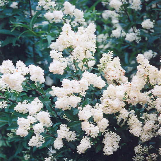 Cheyenne Common Privet