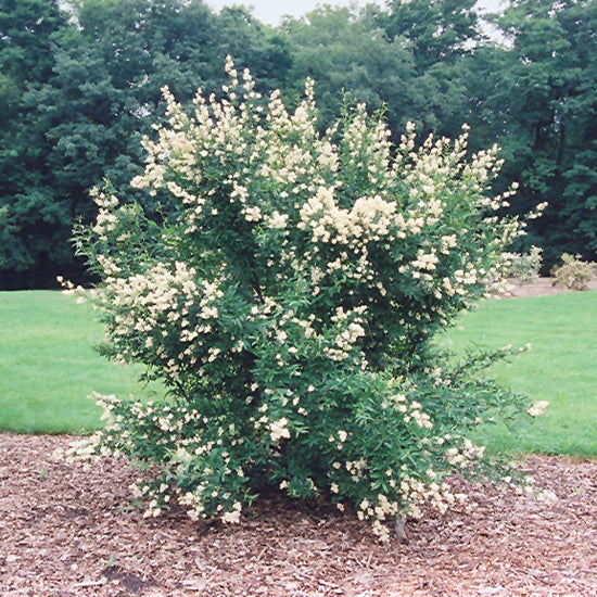 Cheyenne Common Privet