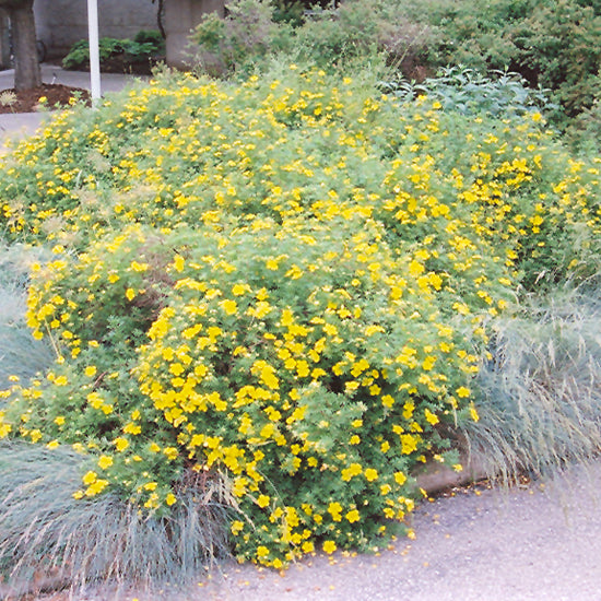 Goldfinger Potentilla