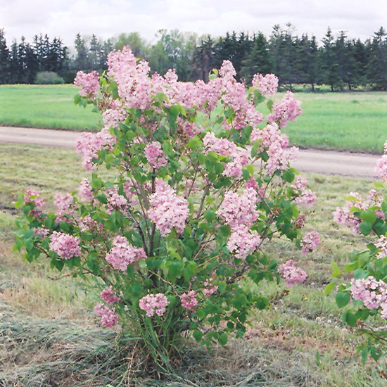 Maiden's Blush Lilac