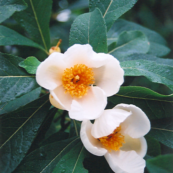 Franklinia alatamaha