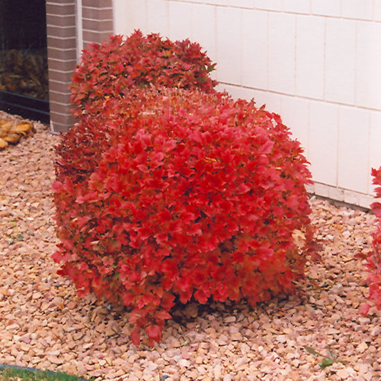 Bailey Compact Highbush Cranberry