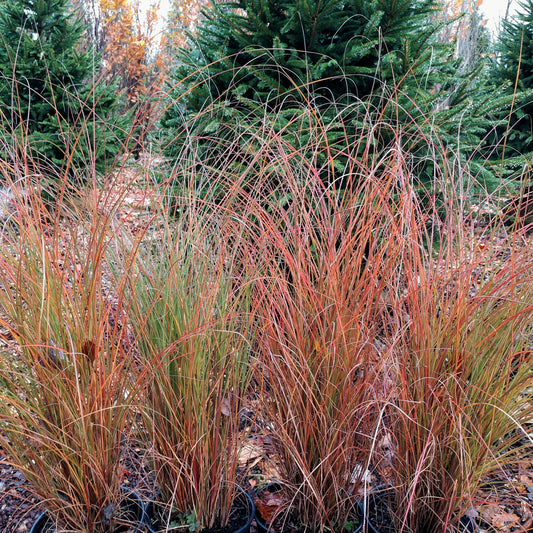 Miscanthus sinensis 'M77'