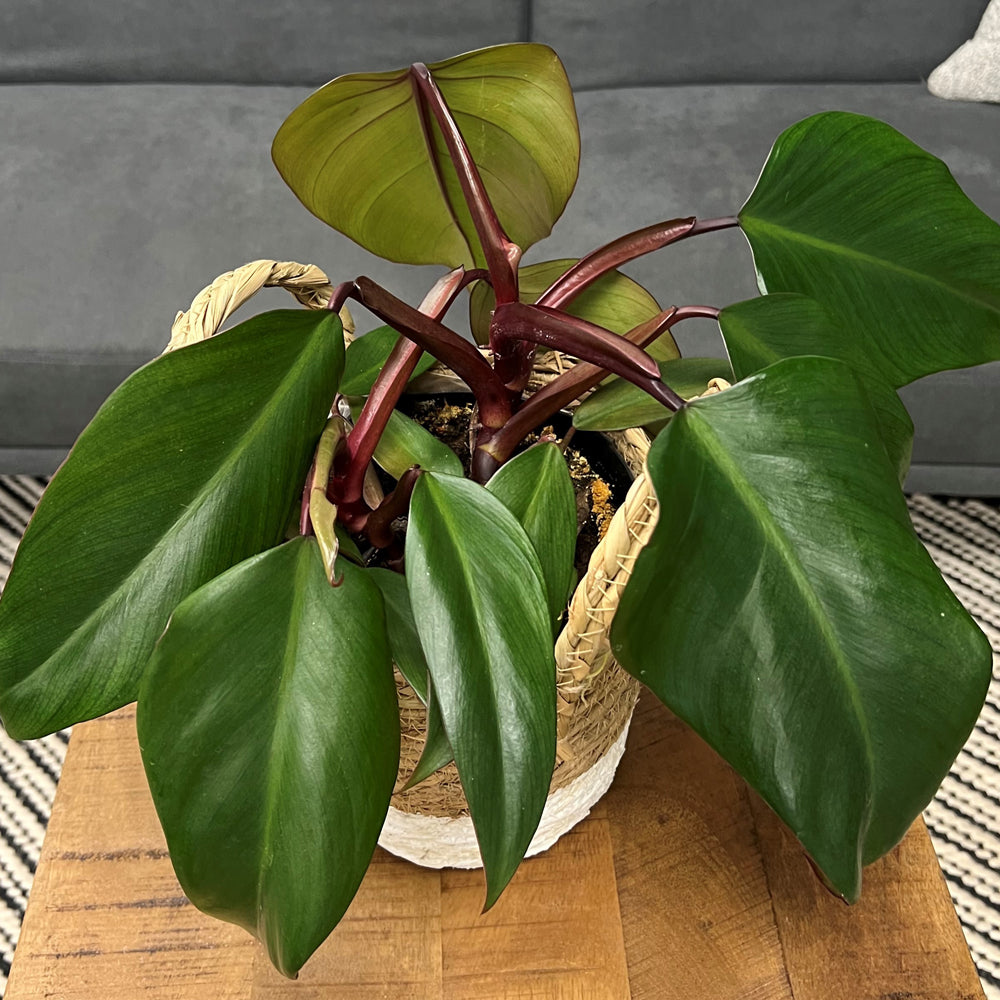 Philodendron 'Dark Lord'