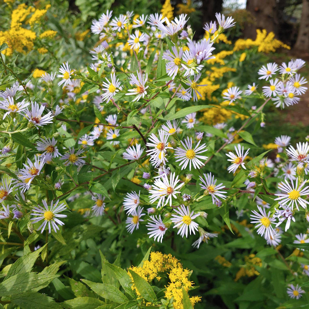Symphyotrichum novi-belgii