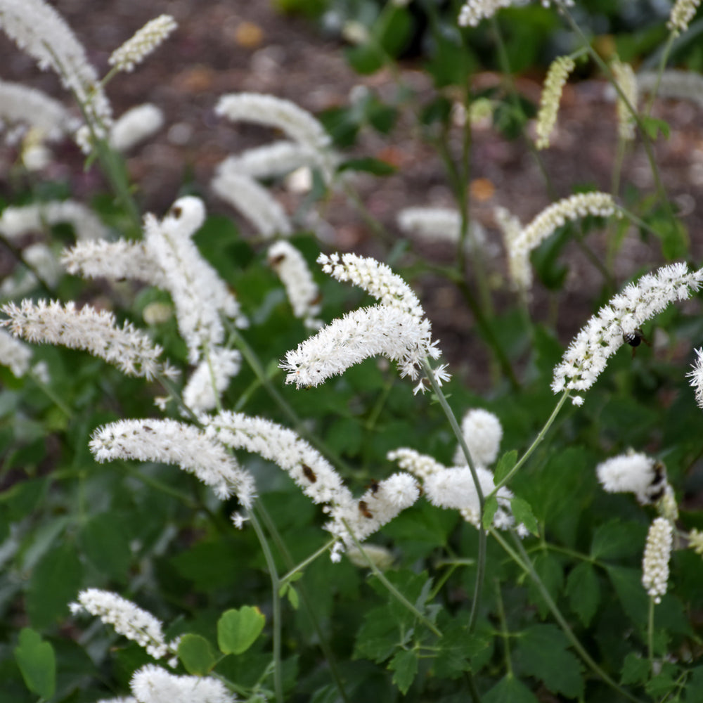 American Bugbane