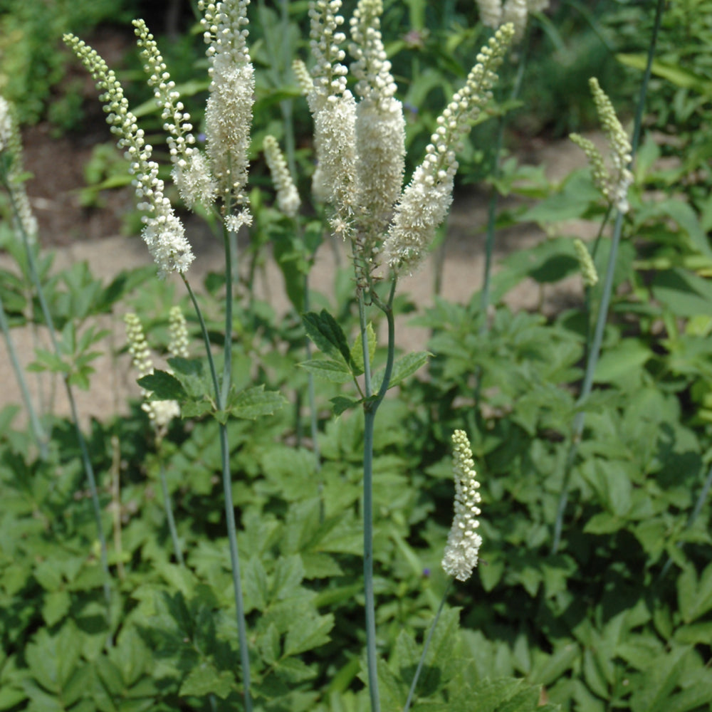 Actaea racemosa
