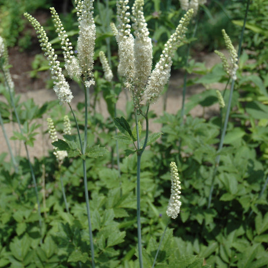 Actaea racemosa