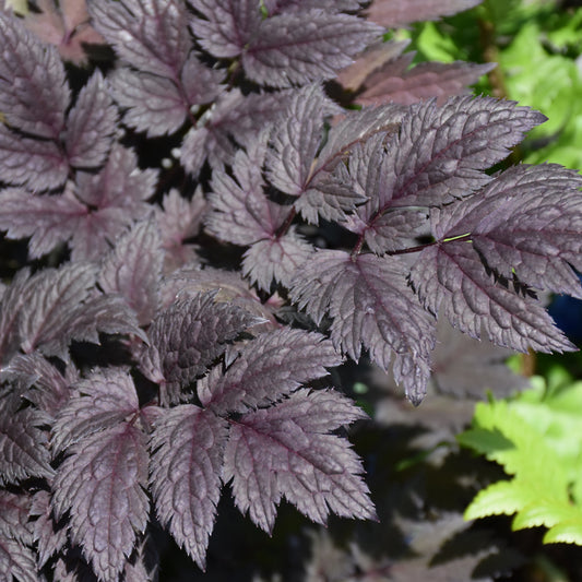 Actaea racemosa 'Pink Spike'