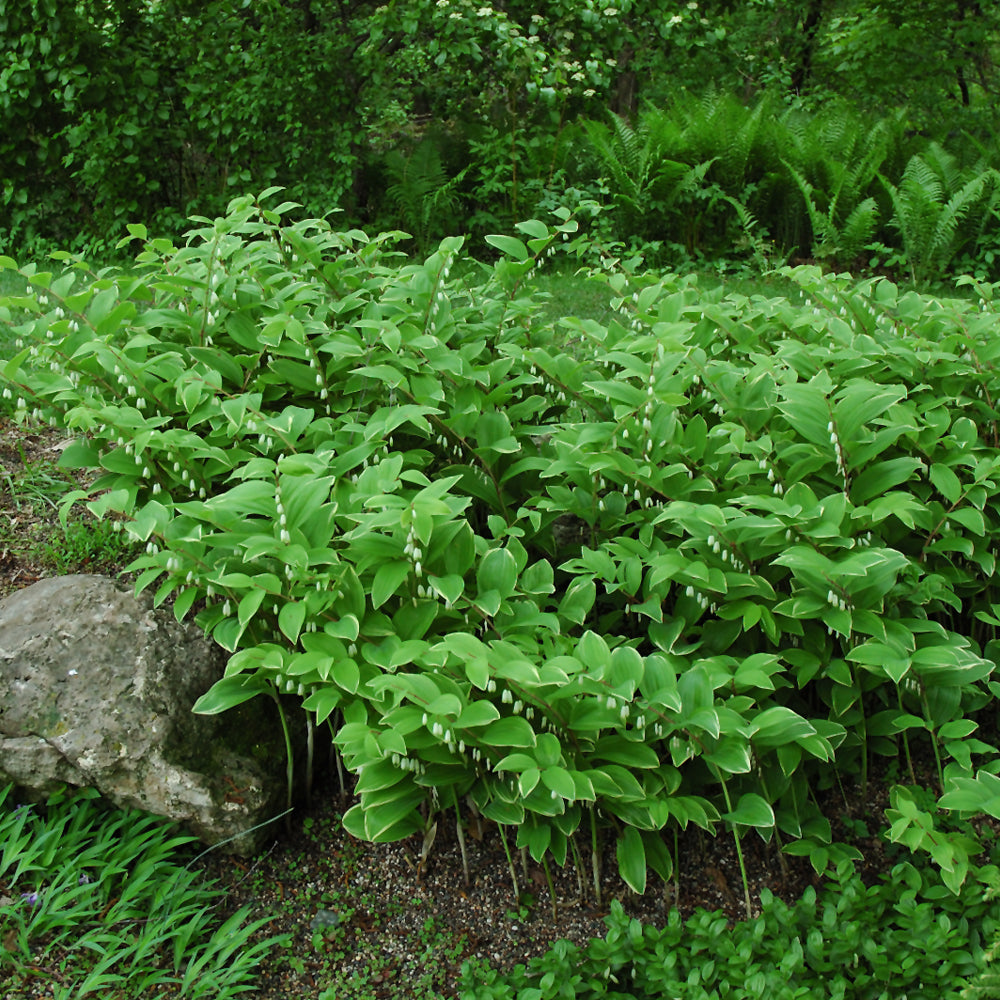 Variegated Solomon's Seal