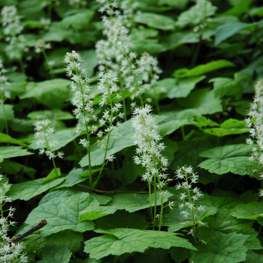 Tiarella cordifolia