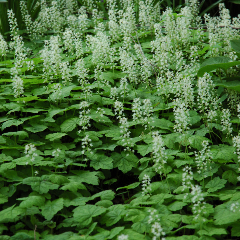 Creeping Foamflower