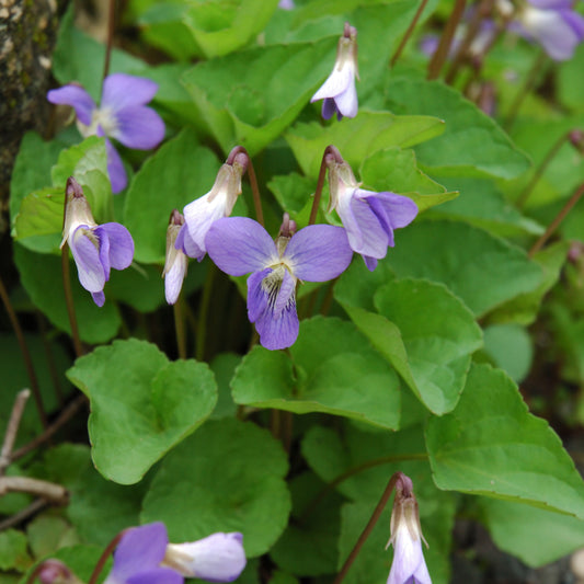 Viola sororia