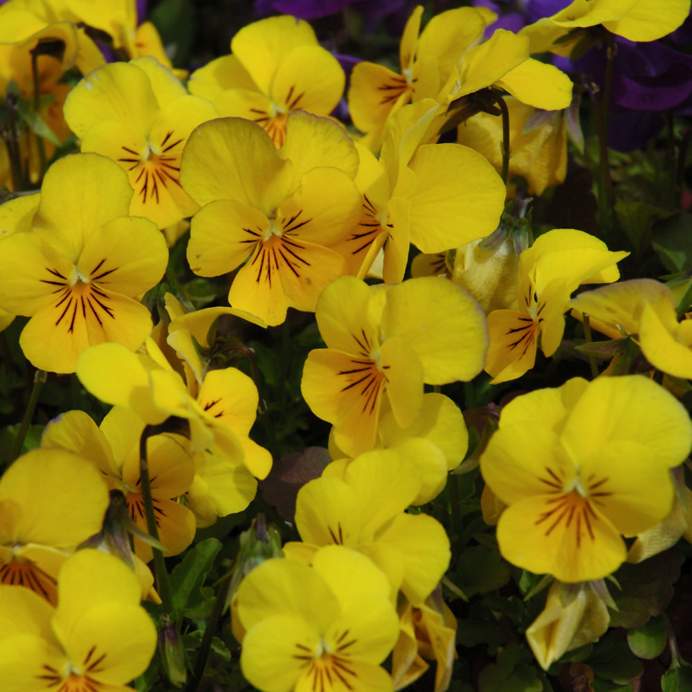 Viola cornuta 'Penny Yellow'