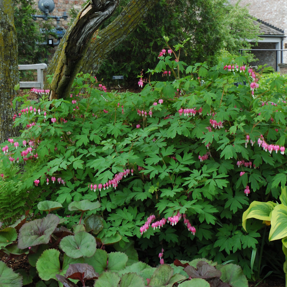 Common Bleeding Heart