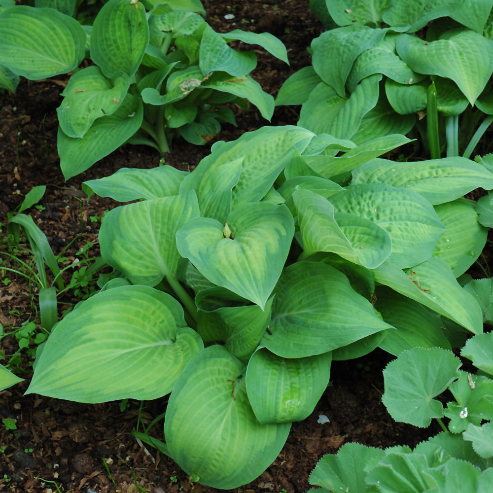 Paul's Glory Hosta