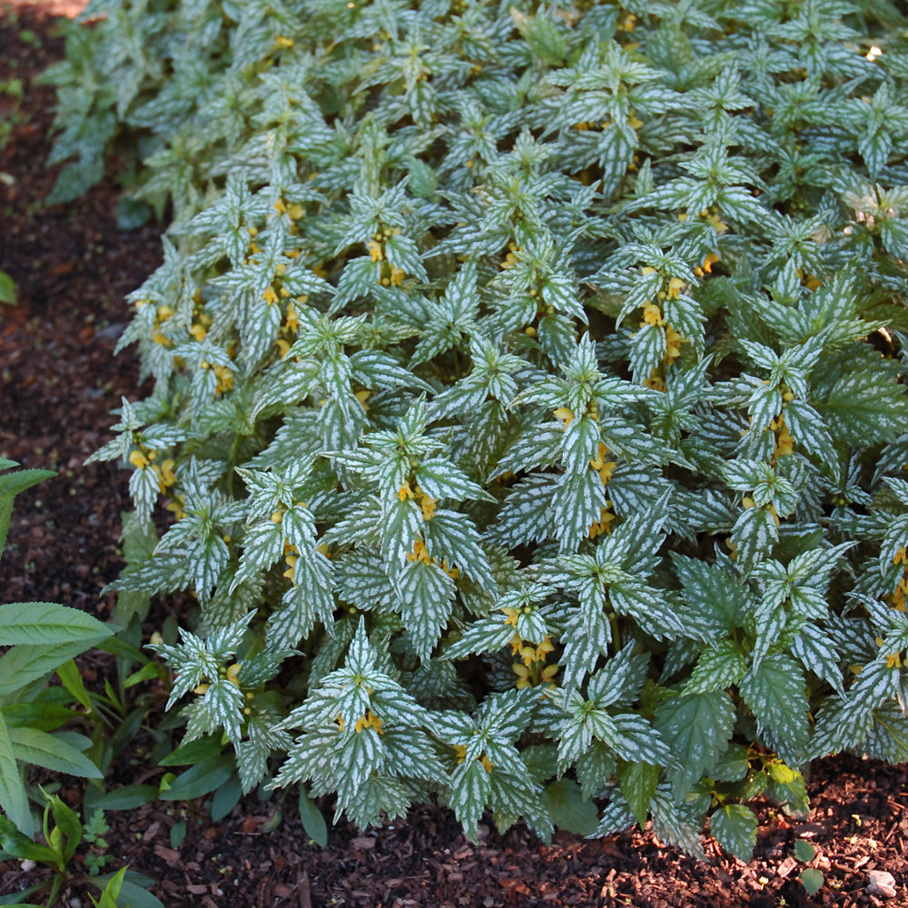 Hermann's Pride Yellow Archangel