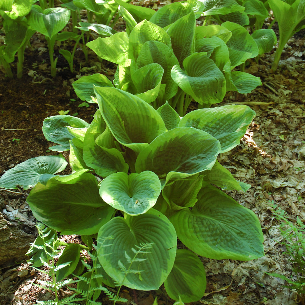 Hosta 'Frances Williams'