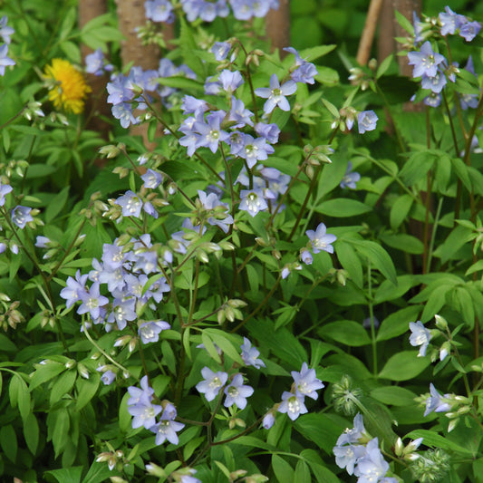 Polemonium reptans