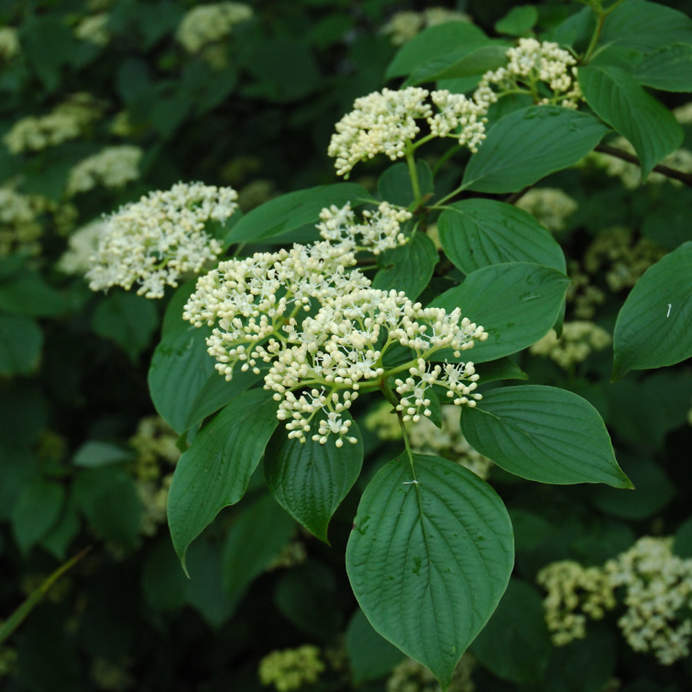 Pagoda Dogwood