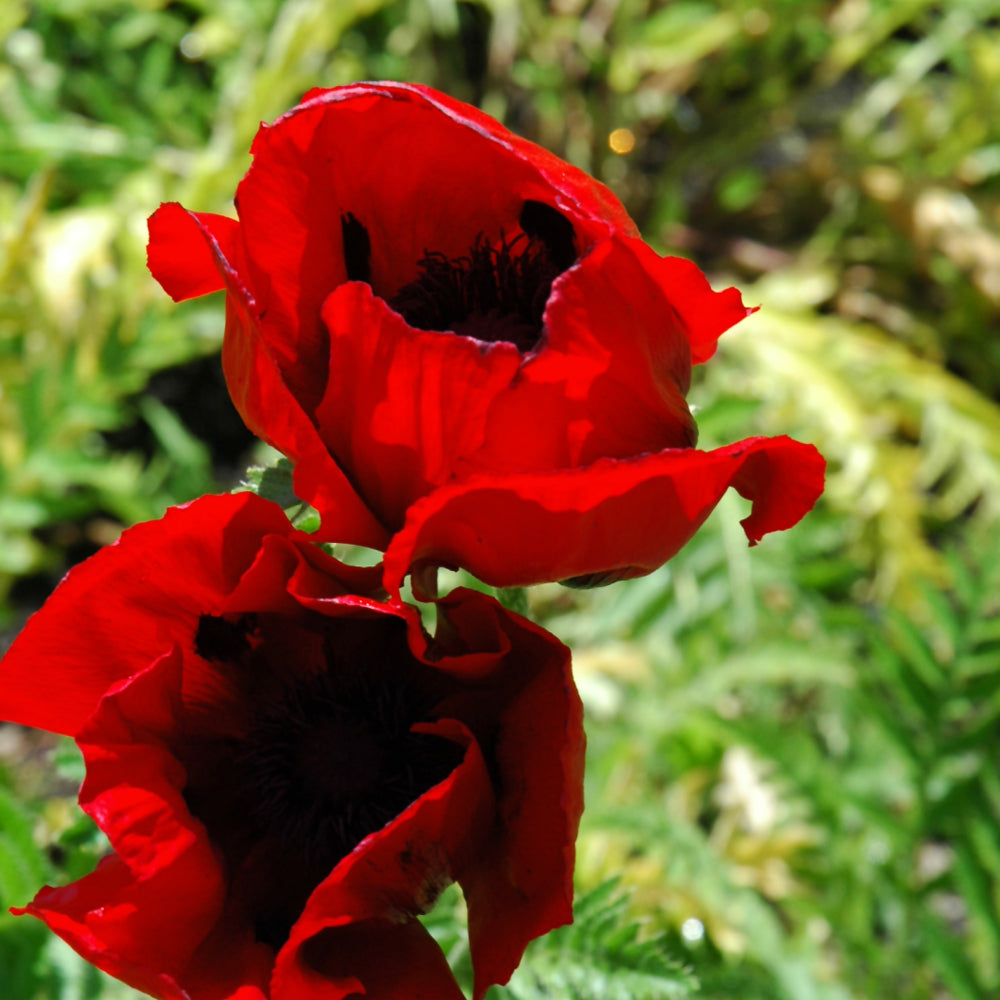 Papaver orientale 'Brilliant'