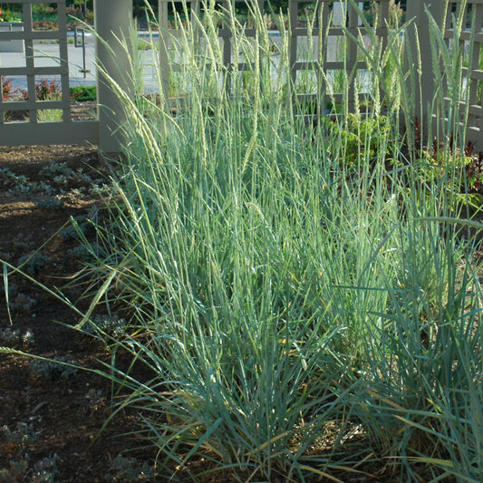 Leymus arenarius 'Blue Dune'