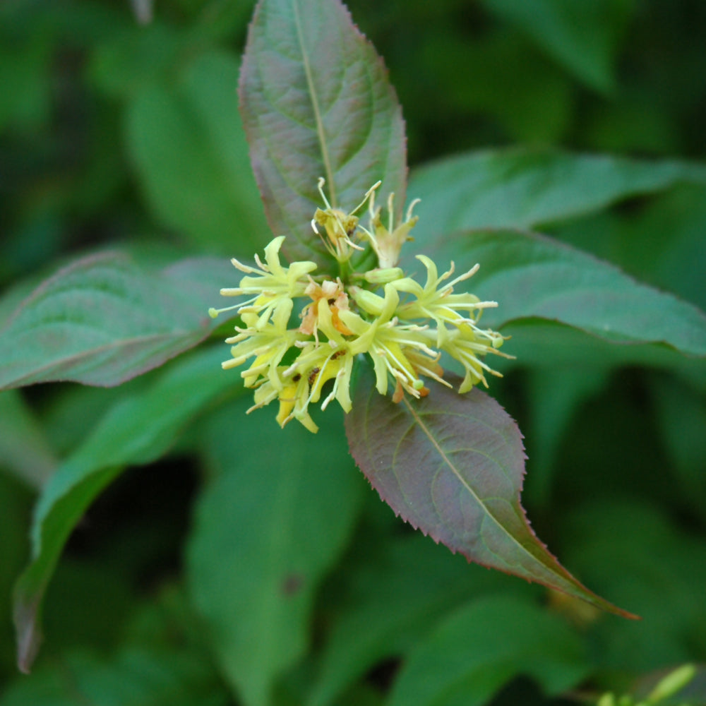 Bush Honeysuckle