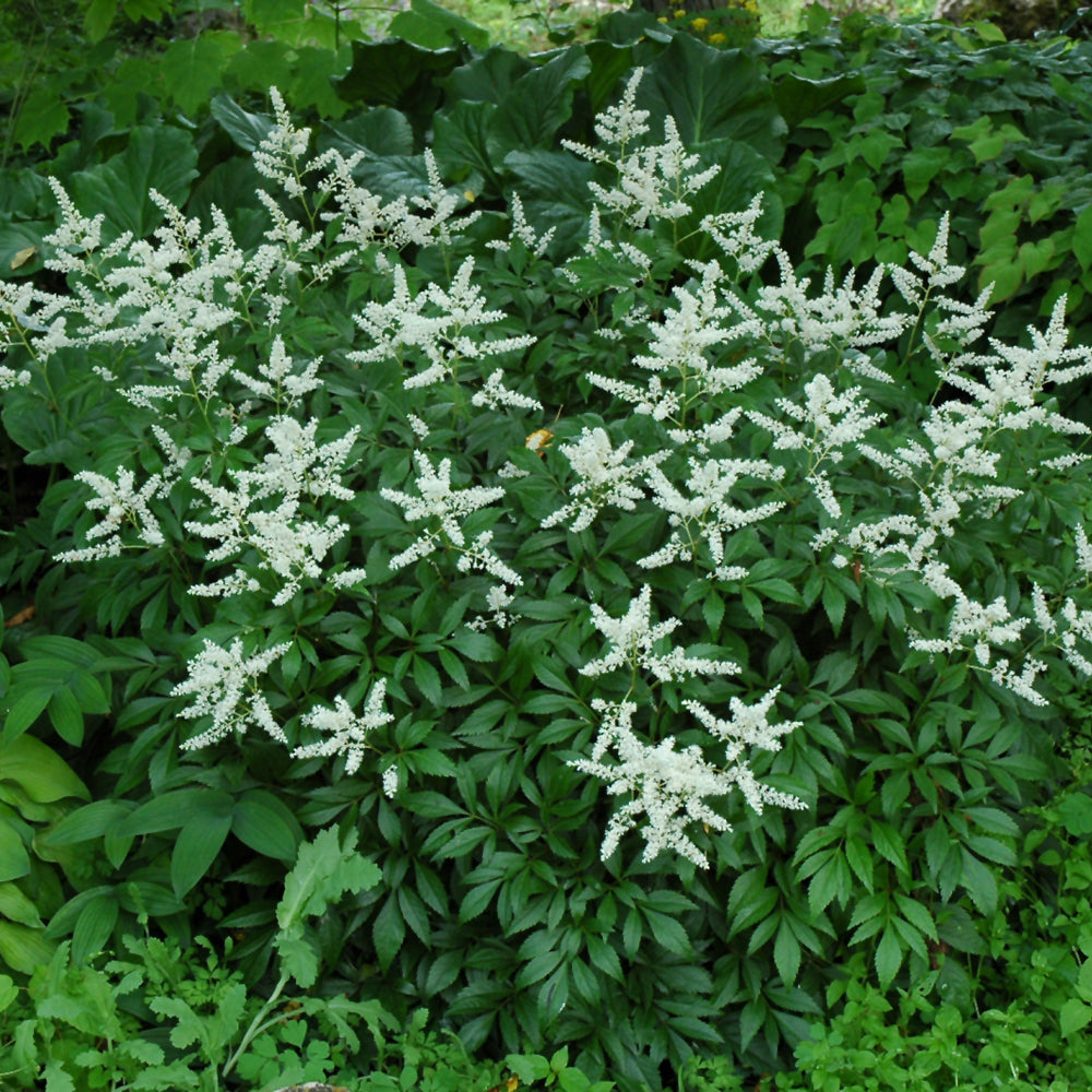 Bridal Veil Astilbe