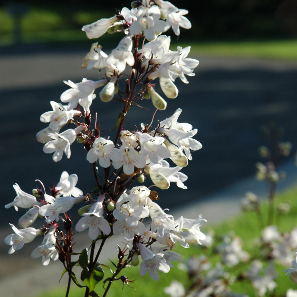 Penstemon digitalis 'Husker Red'