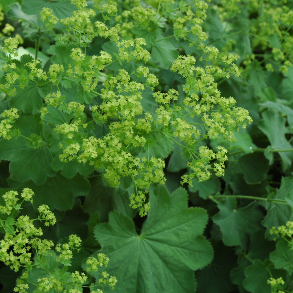 Alchemilla mollis