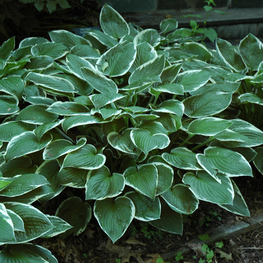 Hosta 'Francee'