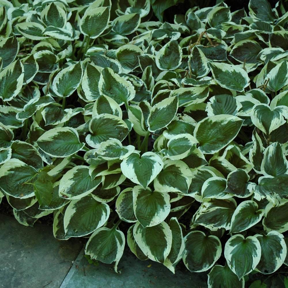 Patriot Hosta